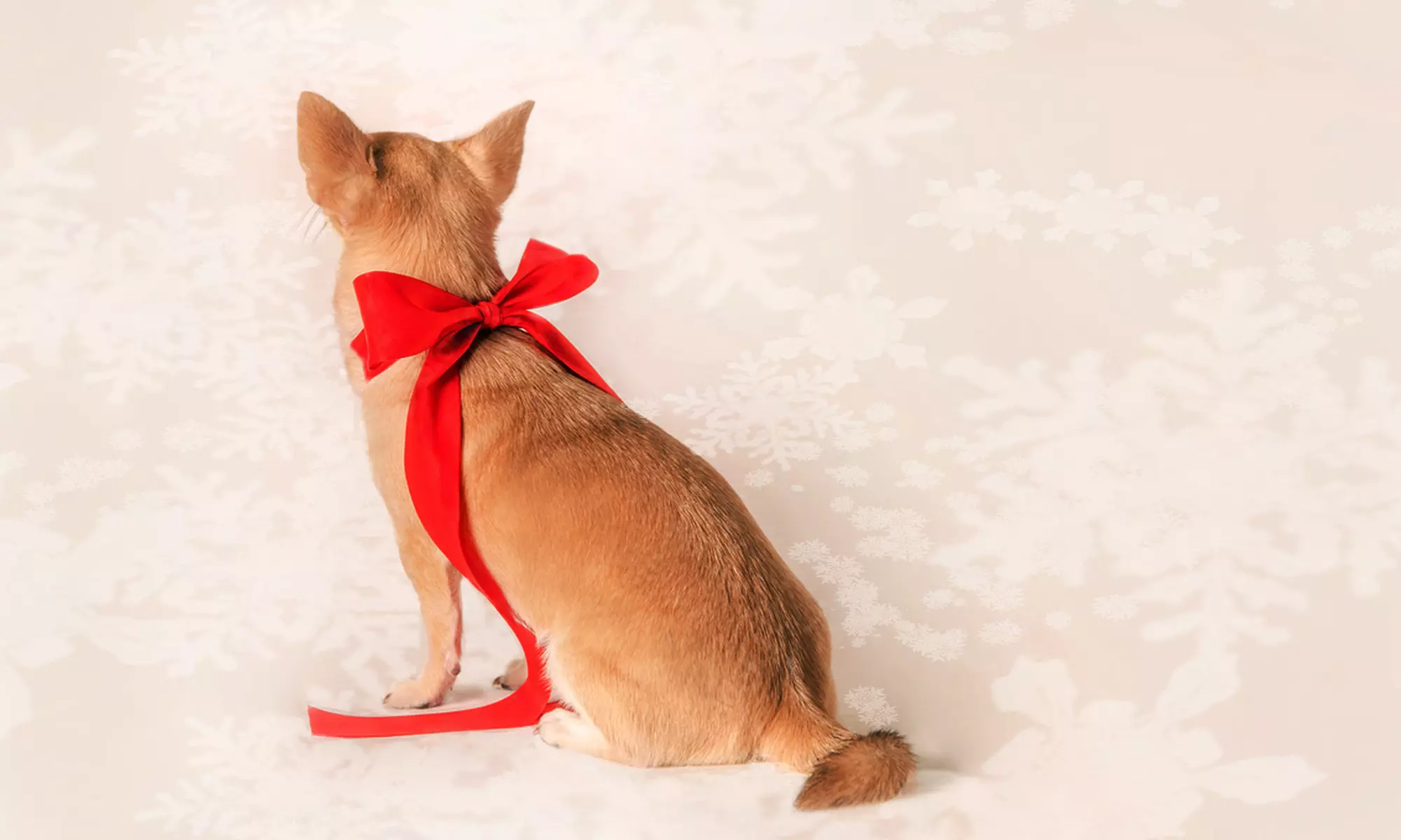 Up to 69% Off on  at Tellier Photography Designs