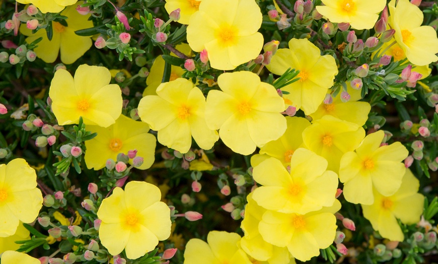 Image 4: YouGarden Halimium 'April Sun', Yellow Flowers - 2L Pot