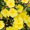 Image 4: YouGarden Halimium 'April Sun', Yellow Flowers - 2L Pot