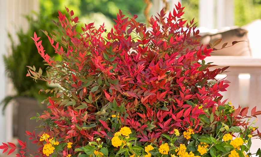 Image 3: Yougarden Nandina Obsessed Sacred Bamboo