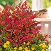Image 3: Yougarden Nandina Obsessed Sacred Bamboo