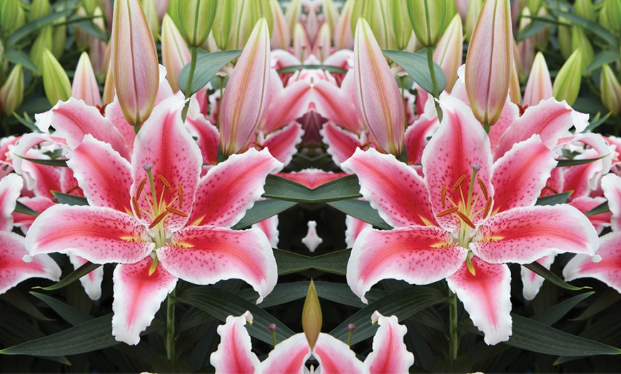 Image 7: Lily 'Giant Flowered Collection'