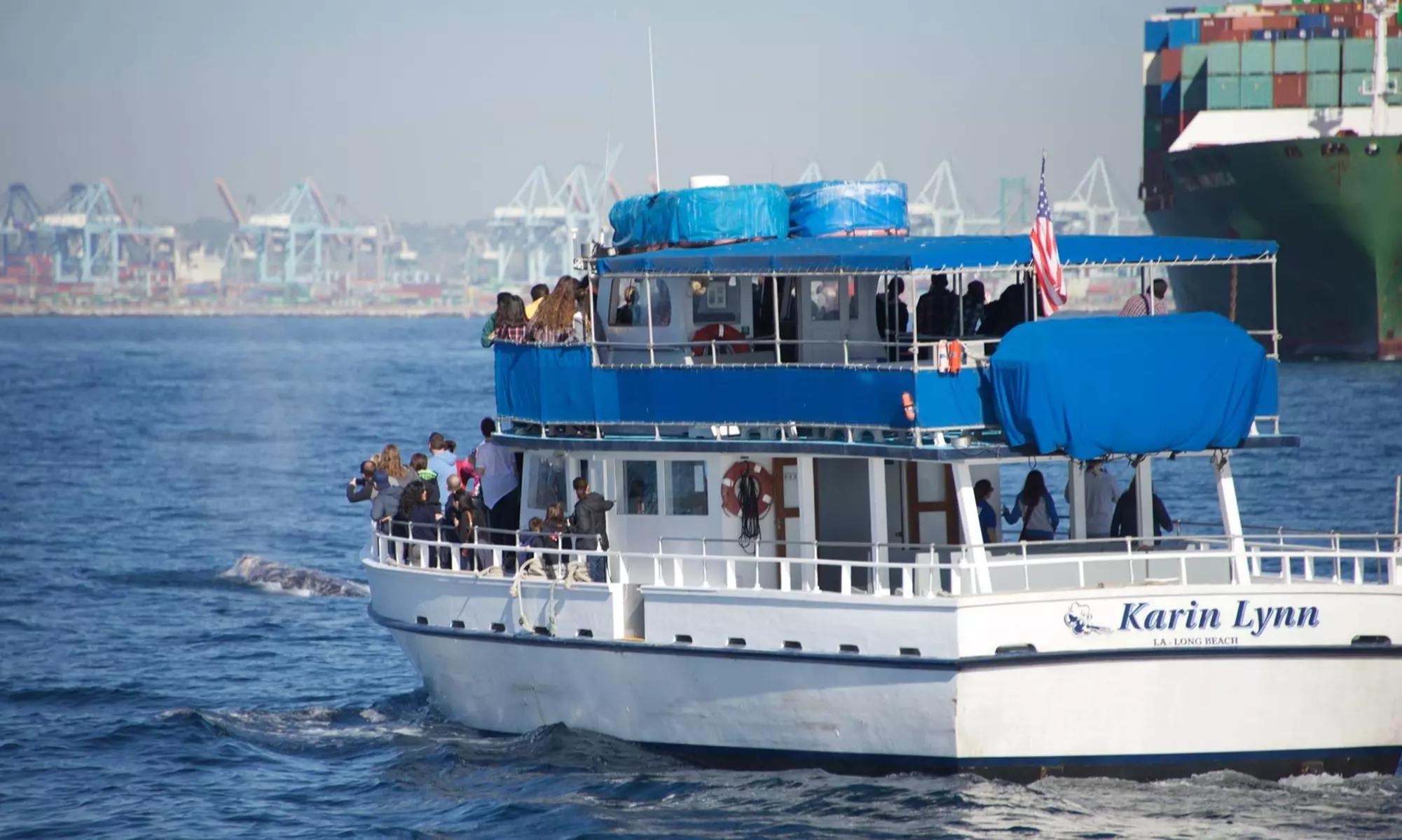 Up to 50% Off Whale Watching and Harbor Tours - Harbor Breeze