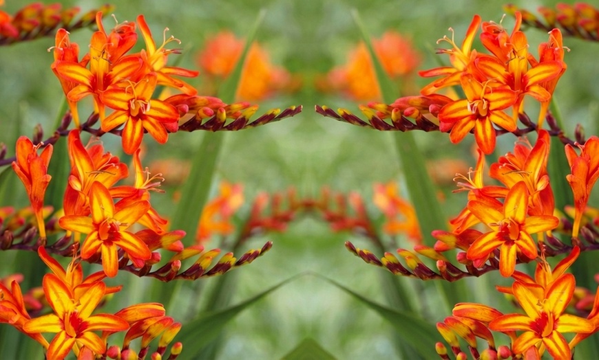 Image 9: Crocosmia 'Lucifer' or 'Spitfire' Bulbs 