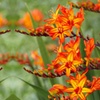 Image 9: Crocosmia 'Lucifer' or 'Spitfire' Bulbs 