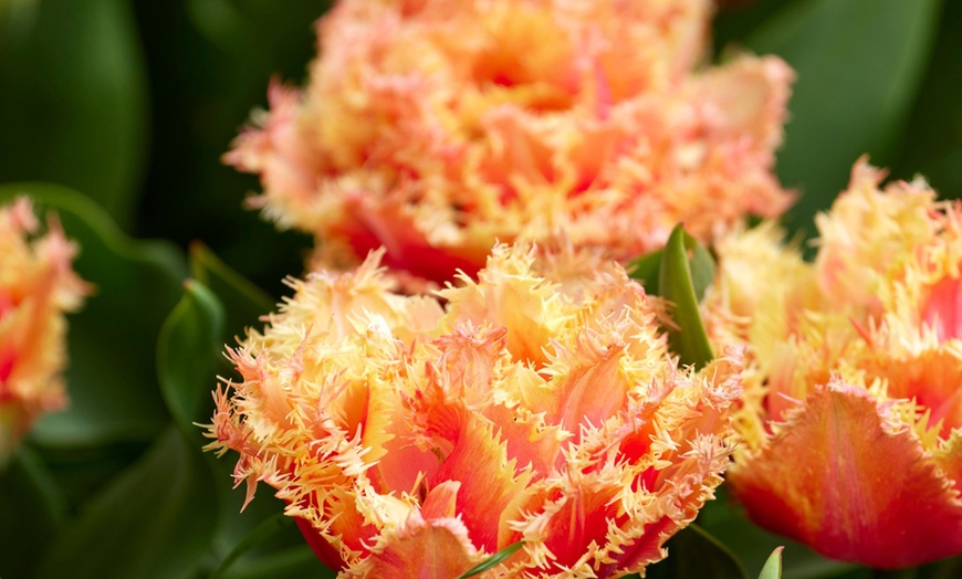 Image 3: 10x, 15x oder 20x Tulpen-Blumenzwiebel „Tulipa Brisbane“