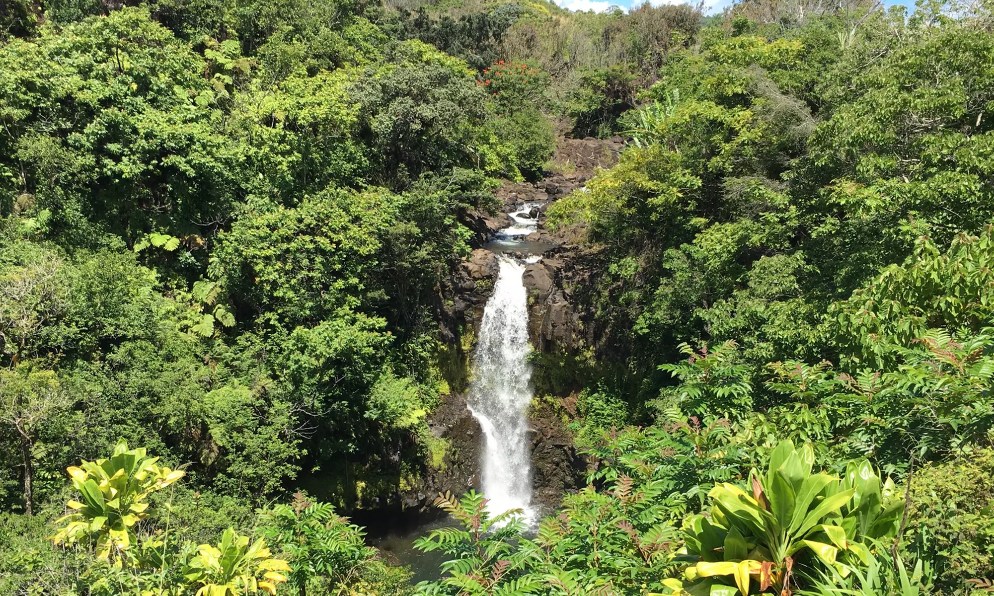 $77 for Rainforest and Waterfalls Guided Hiking Tour and Garden Pass from Botanical World Adventures ($160 Value)  - Primary Image