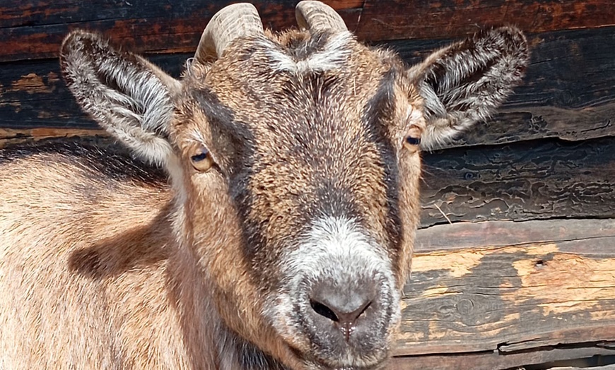 Image 7: Tierpatenschaft für 1 Tier nach Wahl inkl. Tierführung