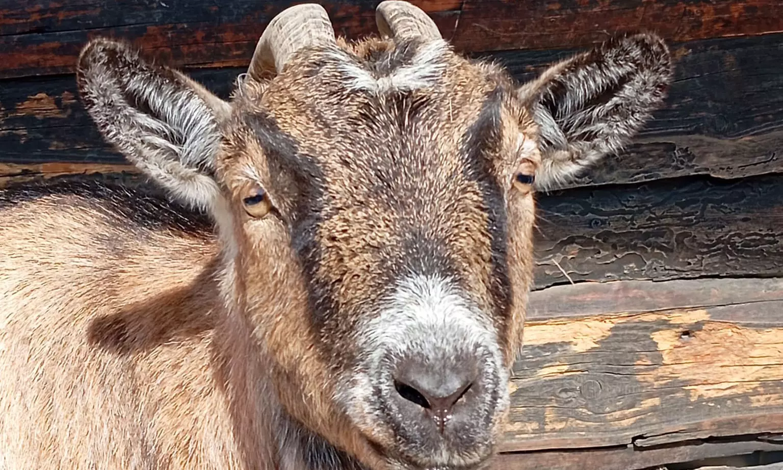 120 Min. Auszeit mit Tieren für 1 oder 2 Erwachsene (ab 15 Jahren)