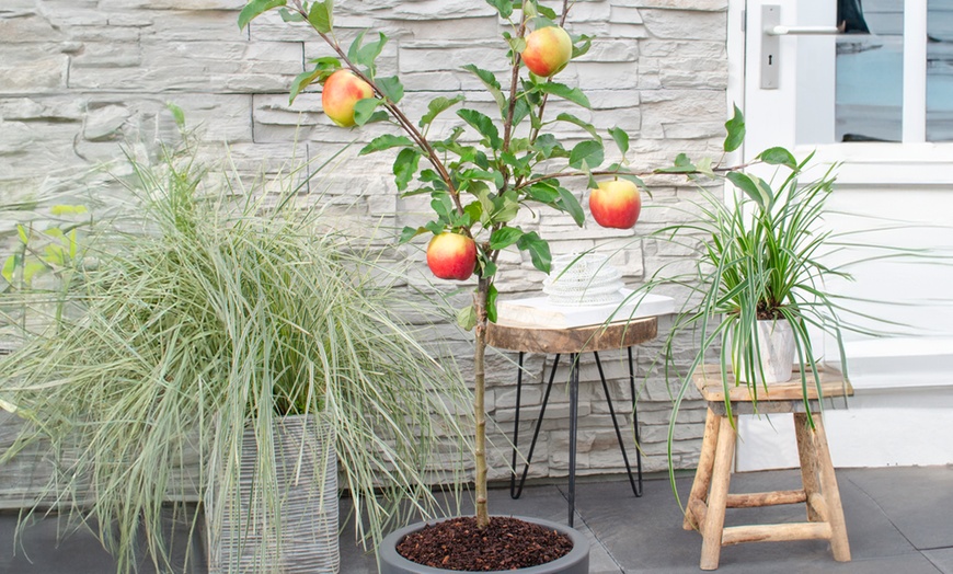 Image 14: Fruitbomen voor in de tuin van Rootz