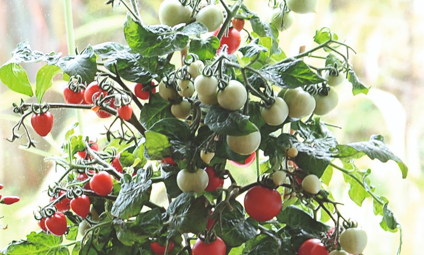 Image 4: Small Space Vegetable Plants - 3 or 6 Potted Plants