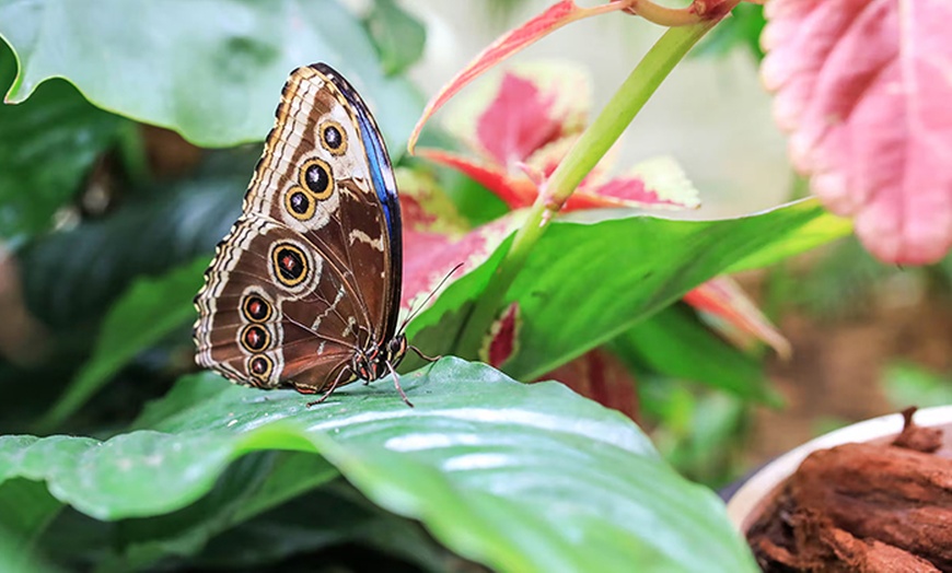 Image 3: Discover Vibrant Colors w/ Dubai Butterfly Garden Pass:1, 2,/ 4 Adults