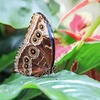 Image 3: Explore Dubai's Butterfly Garden with Pass for One, Two or Four Adults