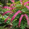 Image 4: Graduation Flower Bulb Collections