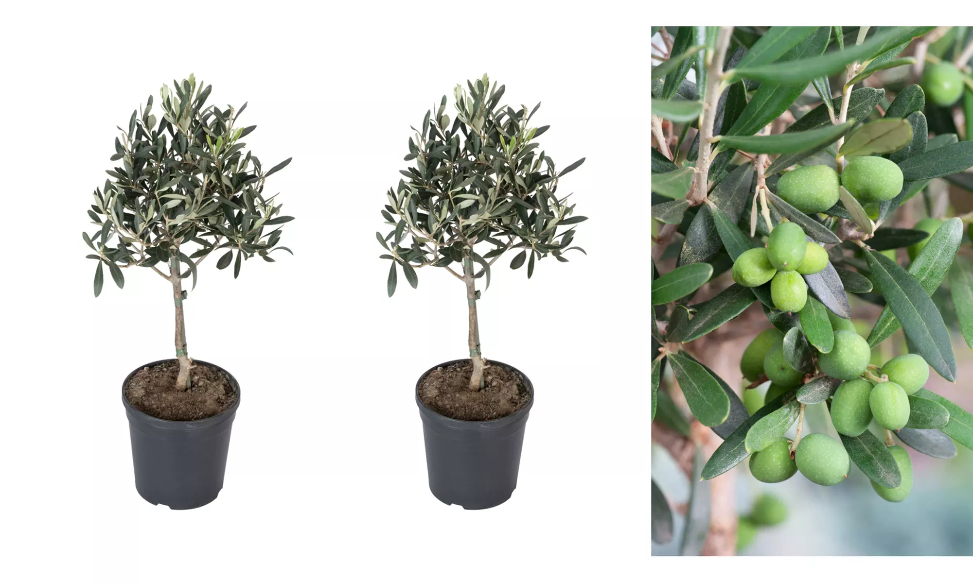 Lot de 2, 4 ou 8 oliviers