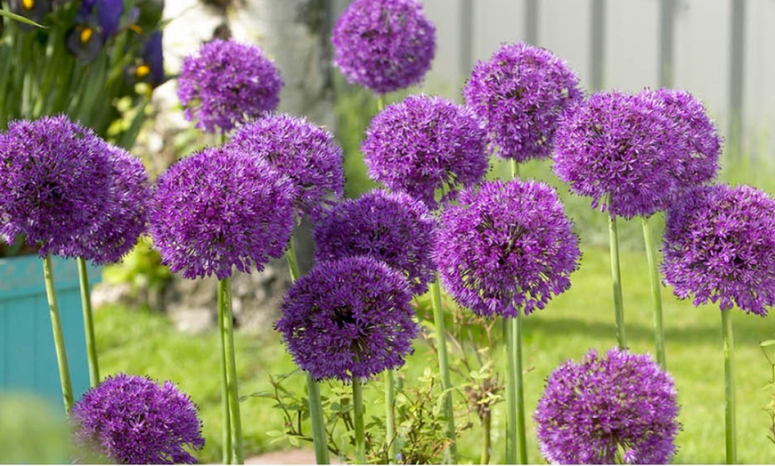 Image 1: 25 or 50 Allium 'Purple Sensation' Bulbs – Vibrant Spring Blooms