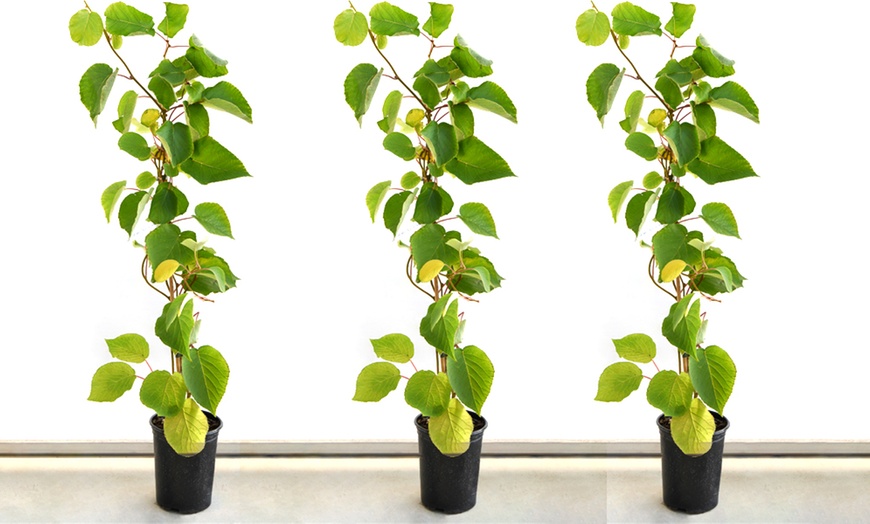 Image 5: One, Two or Three Self-Fertile Kiwi Jenny Plants
