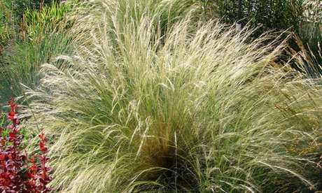 Set di 2 o 4 piante di Stipa