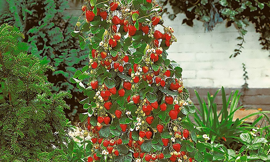 Image 2: Climbing Strawberry Plants