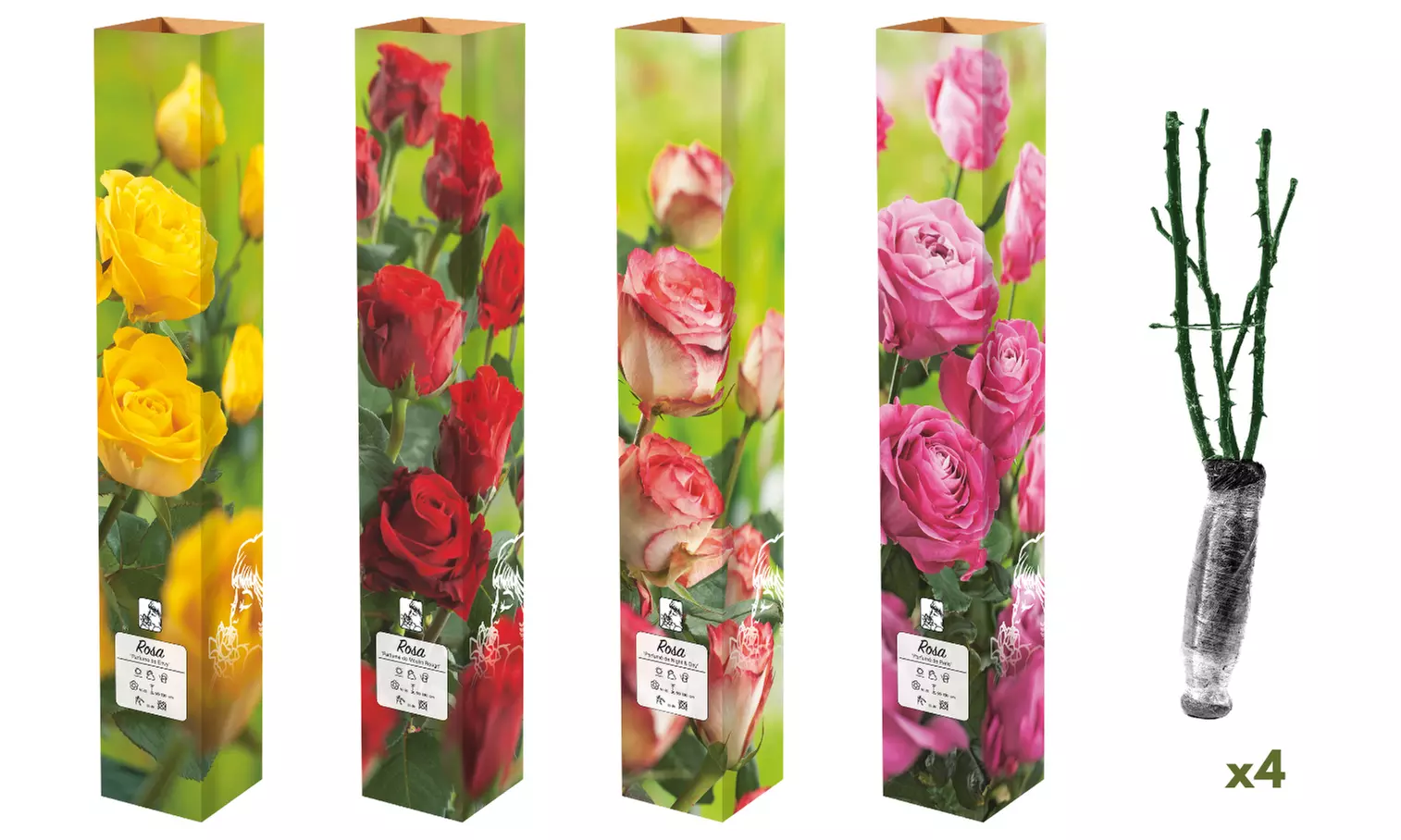 Set van 4 grootbloemige rozen van het