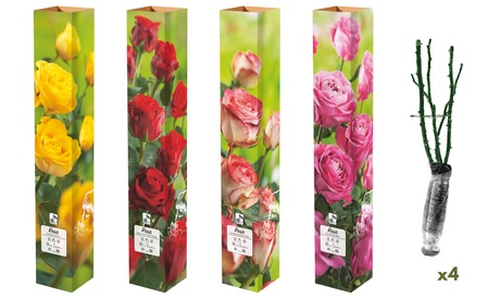 OH2 Set van 4 grootbloemige rozen van het,Tweekleurig (roze met geel), Green