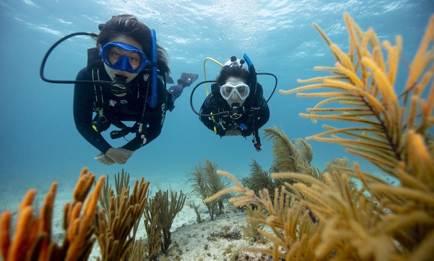 Image 3: Duikervaring opdoen onder begeleiding van gecertificeerde instructeurs