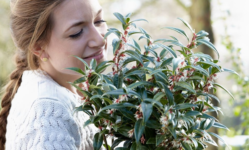 Image 6: Scented ‘Winter Gem’ Sarcococca confusa - Up to 4 Potted Plants
