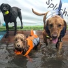 Image 1: Water Fun Awaits: Doggy Fun Swim Session (Owners Welcome to Swim Too)