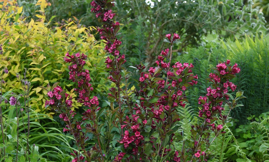 Image 5: Weigela Towers of Flowers ‘Cherry’ - 1 or 2 Plants