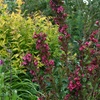 Image 5: Weigela Towers of Flowers ‘Cherry’ - 1 or 2 Plants