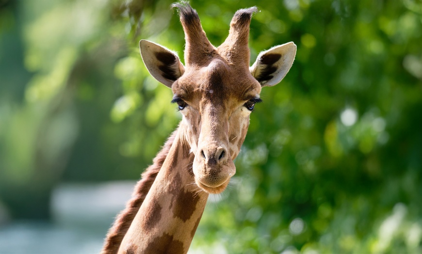 Image 14: Vivre les missions d’un soigneur au Touroparc Zoo