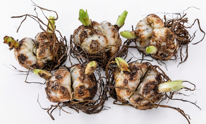 Image 6: 24 or 48 Mixed Giant Oriental Lily Bulbs