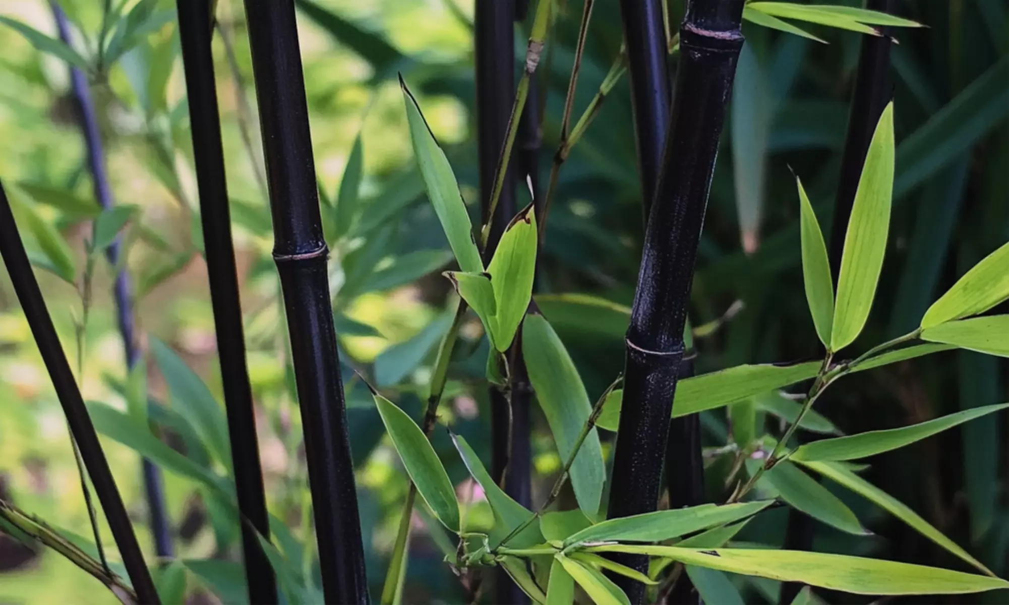 Bambous noirs "Black Dragon - Fargesia nitida"