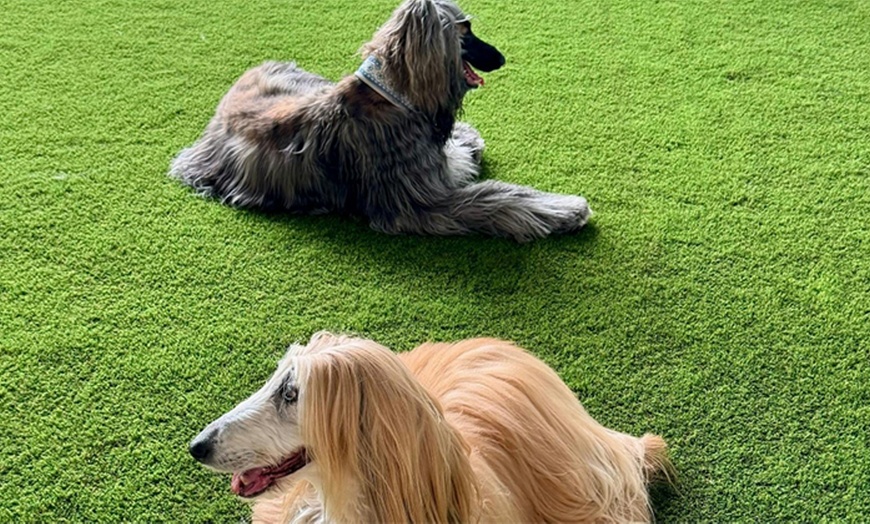 Image 2: Flexible One Hour, Half or Full Day Doggie Day Care Experiences