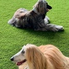 Image 2: Flexible One Hour, Half or Full Day Doggie Day Care Experiences