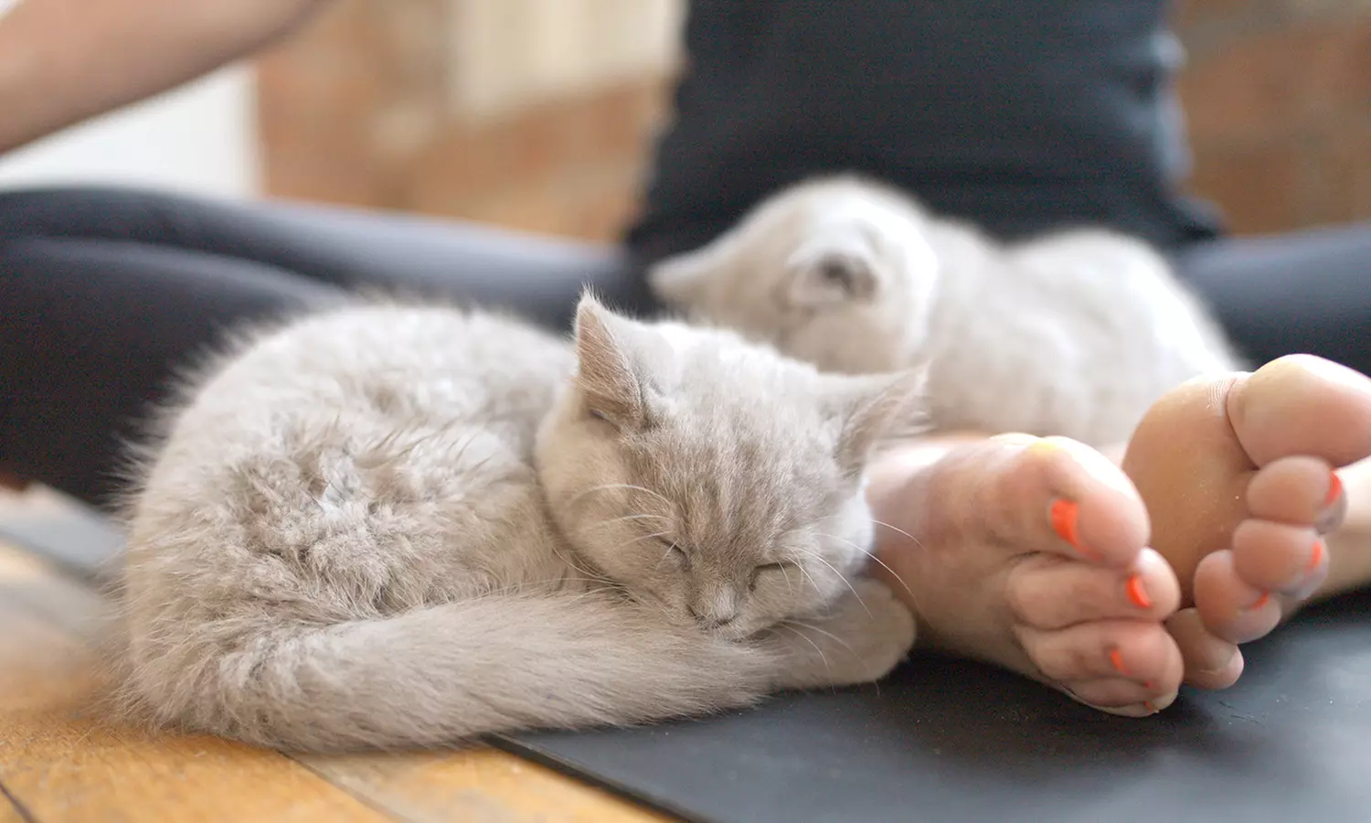 Find Your Zen: Yoga Classes With Adorable Kittens in London