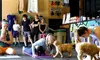 Discover Happiness with 1, 5 or 10 60-Minute Puppy Yoga Classes at Pawsitive Vibes Yoga (Up to 50% Off)