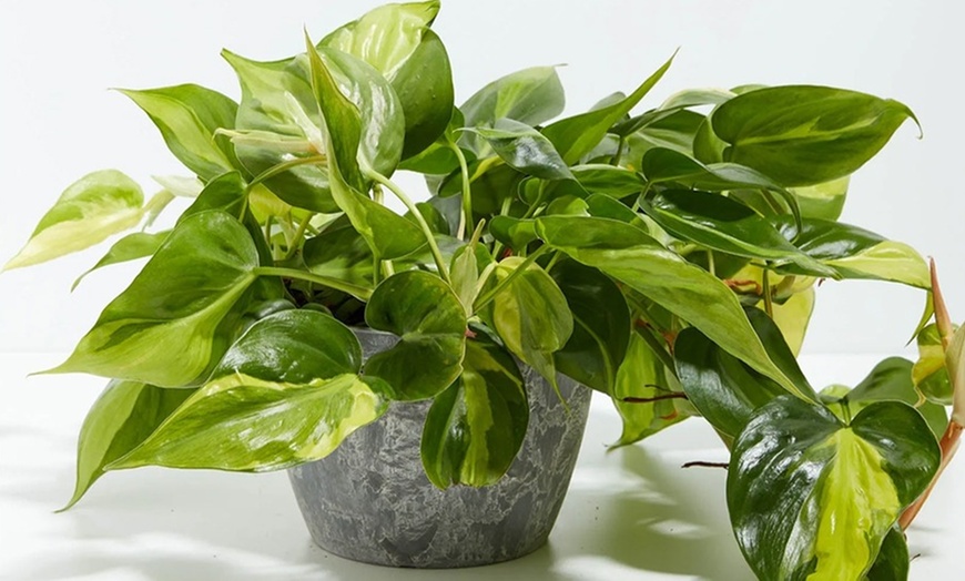 Image 8: Lively Root Deal: Small Indoor Houseplant Collection with Eco-Pot Planter