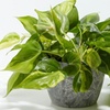 Image 8: Lively Root Deal: Small Indoor Houseplant Collection with Eco-Pot Planter