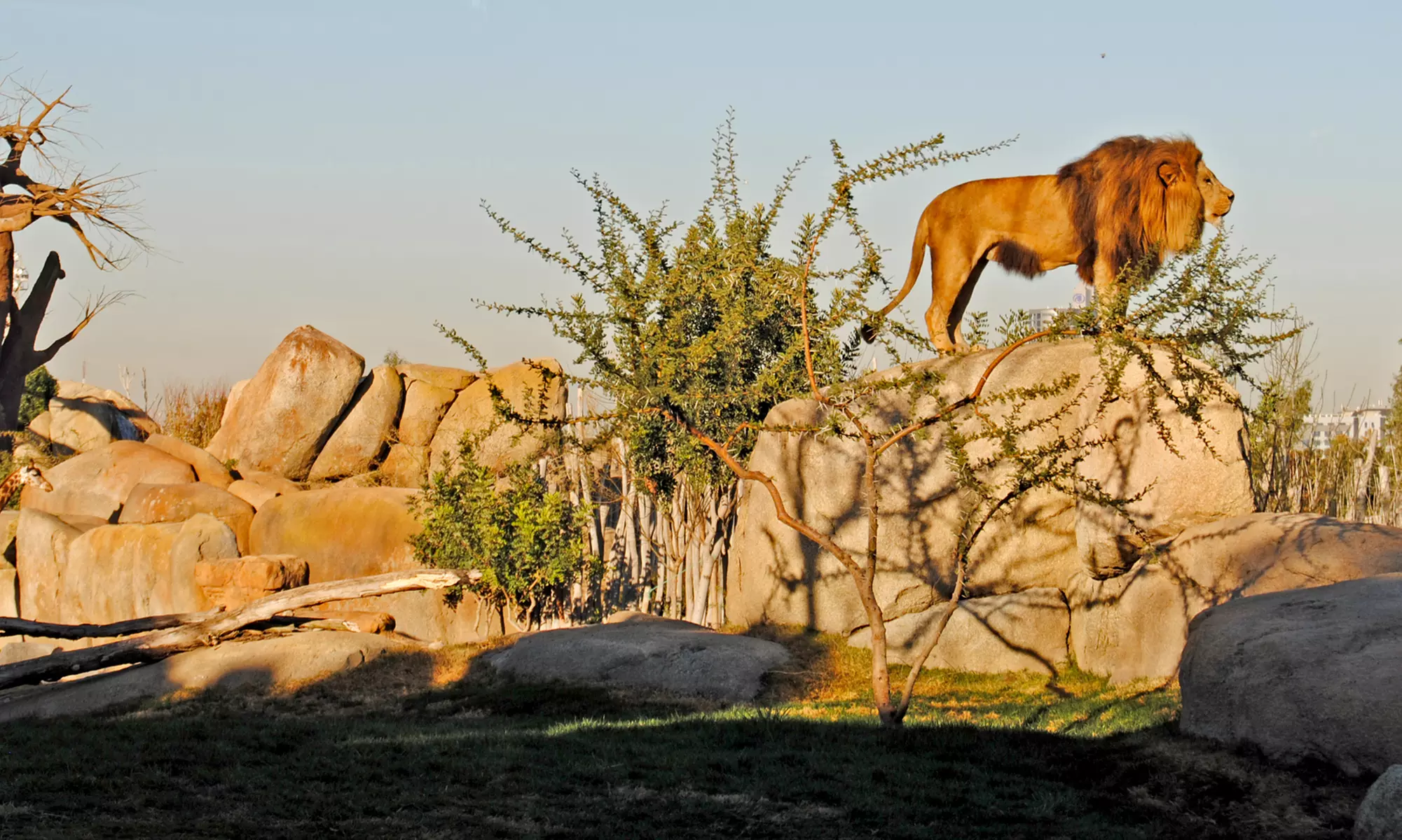 ¡Descubre la selva en Valencia! Entrada para adulto o niño en Bioparc