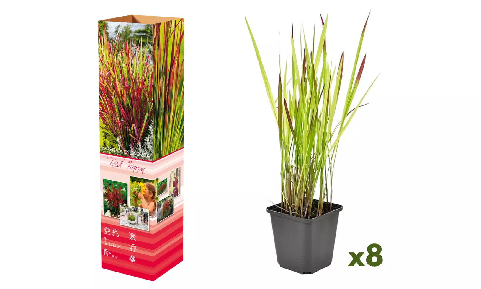 Set de 4 ou 8 graminées ornementales "Red Baron" de Gardenzo - herbe sanglante du Japon, 20 à 38 cm à la livraison - Image 4