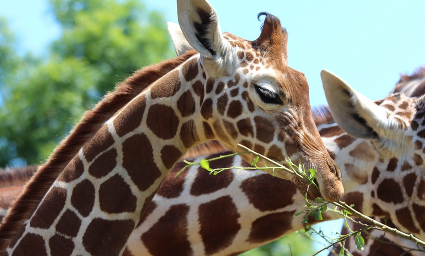 Image 1: Explore London with 1 or 2 Adult Tickets to Zoo Nights at London Zoo