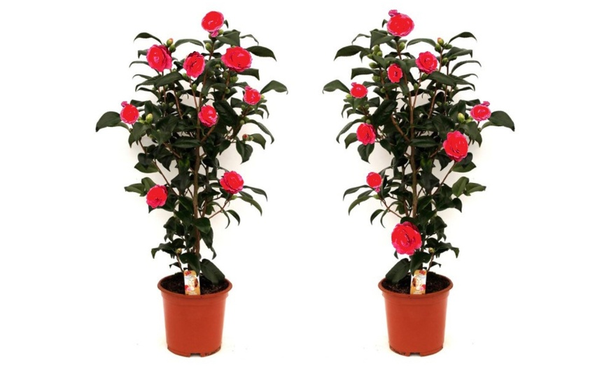 Image 7: 1 o 2 arbustos de camelia «rosa japonesa» con flores de color a elegir