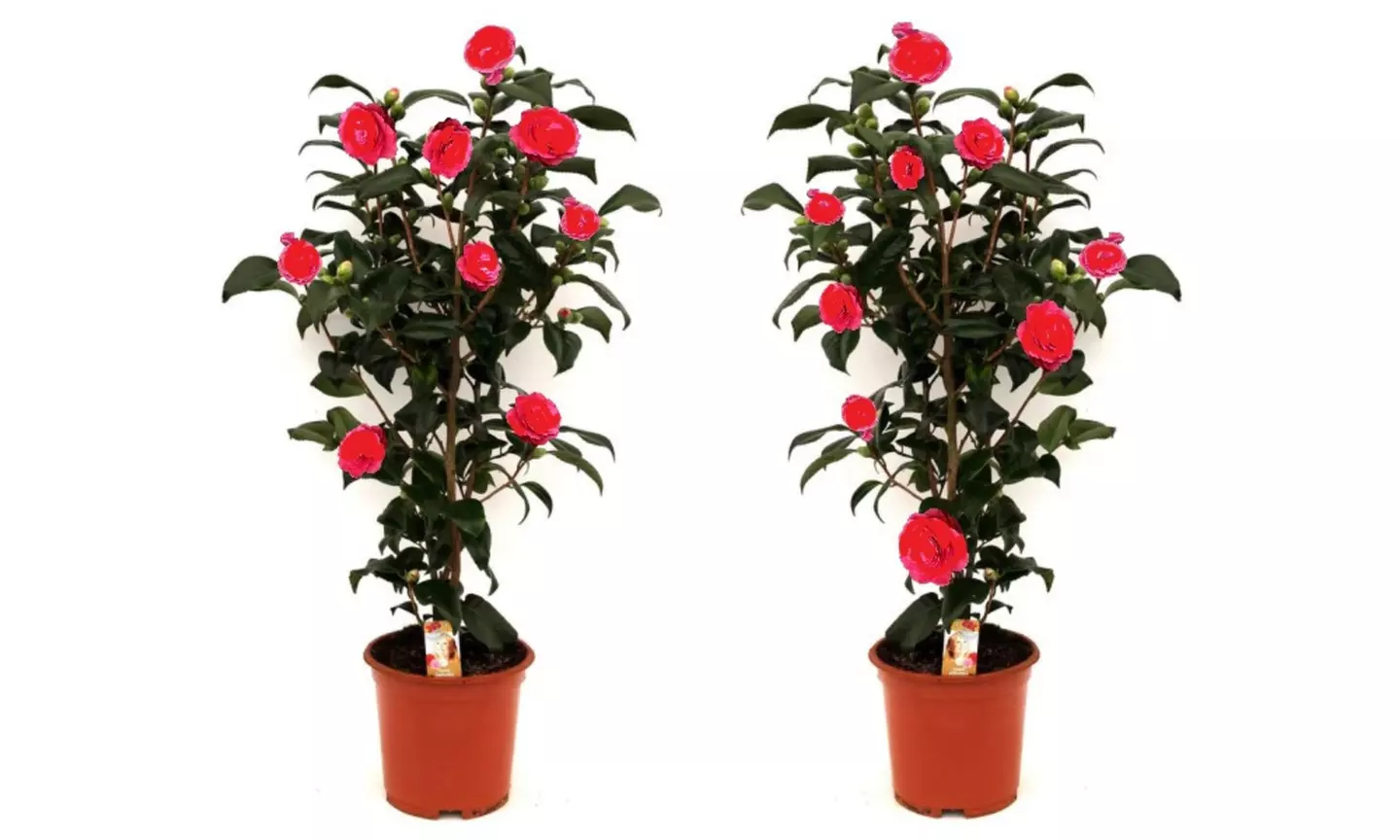 1 o 2 arbustos de camelia «rosa japonesa» con flores de color a elegir