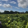 Image 2: Mid Summer Vineyard Tour, Wine Tasting and Ploughman's Meal