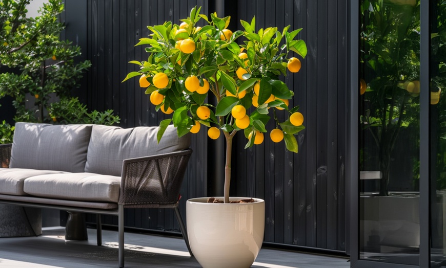 Image 1: Set van 3 Rootz citroen- of sinaasappelbomen