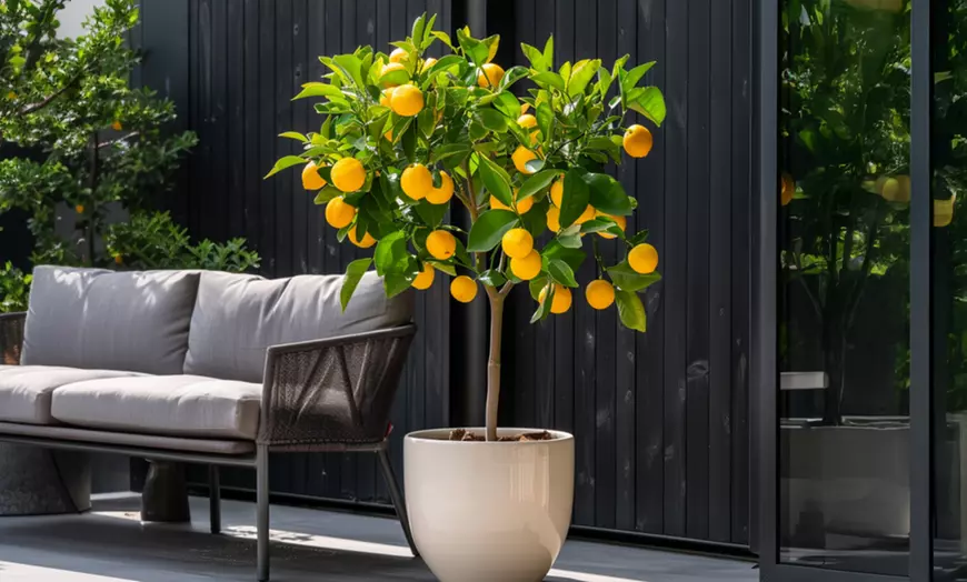 Image 1: Plants de citronnier ou oranger calamondin