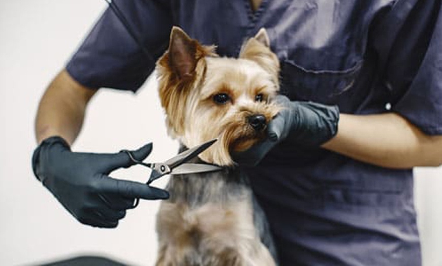 Image 1: Fresh & Fluffy Pet Grooming – Full Grooming With Haircut (Cats & Dogs)