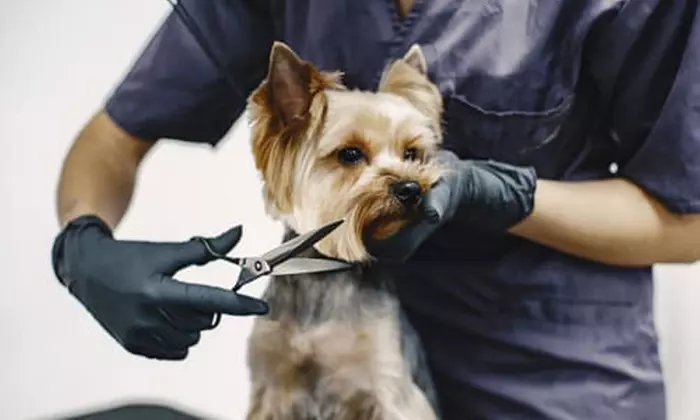 Fresh & Fluffy Pet Grooming – Full Grooming With Haircut (Cats & Dogs)