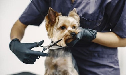 Fresh & Fluffy Cat or Small dog (Upto 10Kg) Full Grooming with Haircut - Cute Cat Veterinary Clinic Dubai